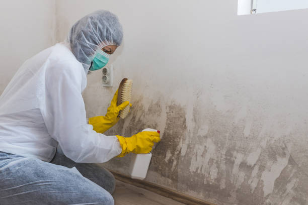 Mold Odor Removal Services in Oxoboxo River, CT